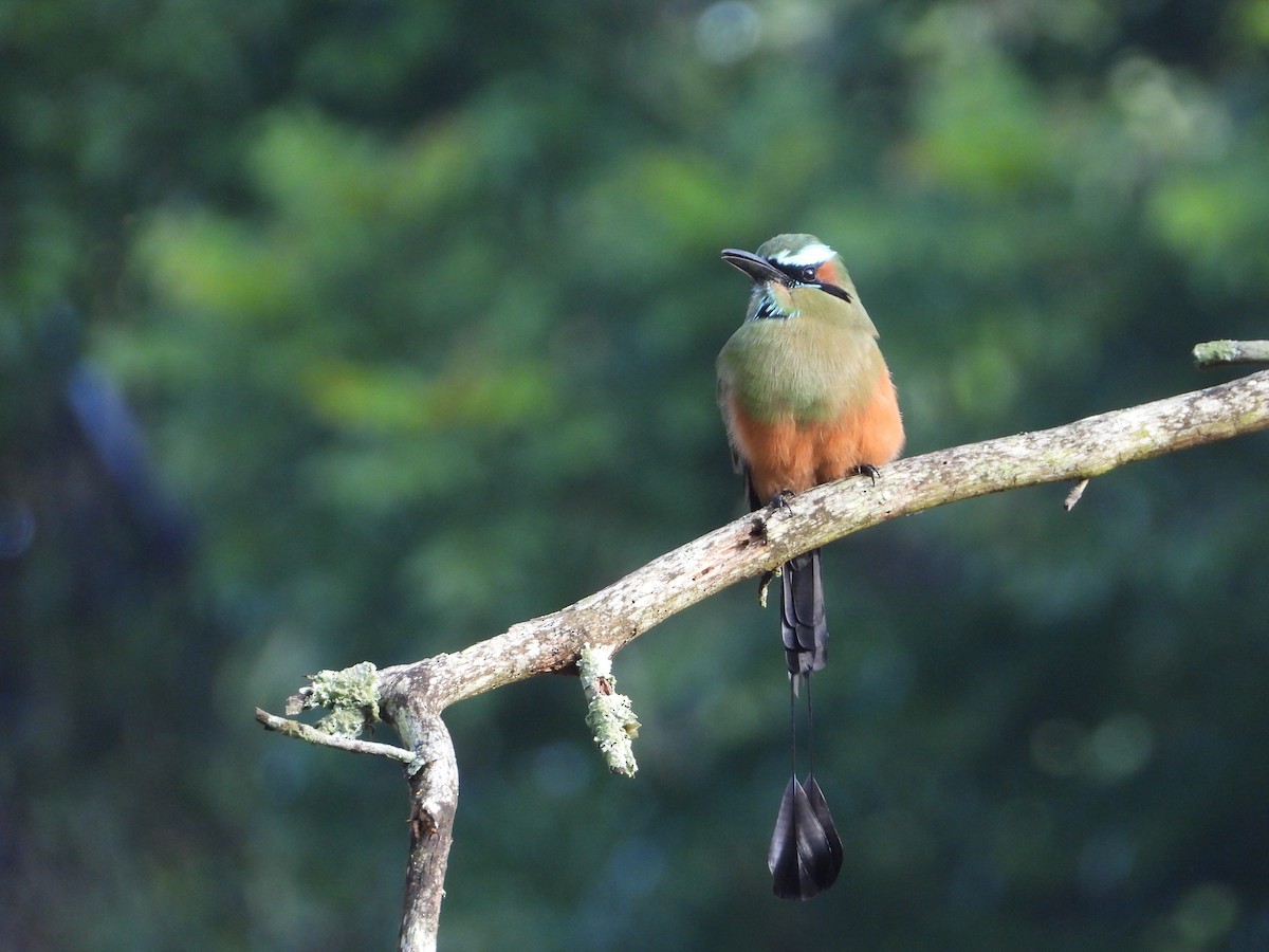 Turquoise-browed Motmot - ML376631161