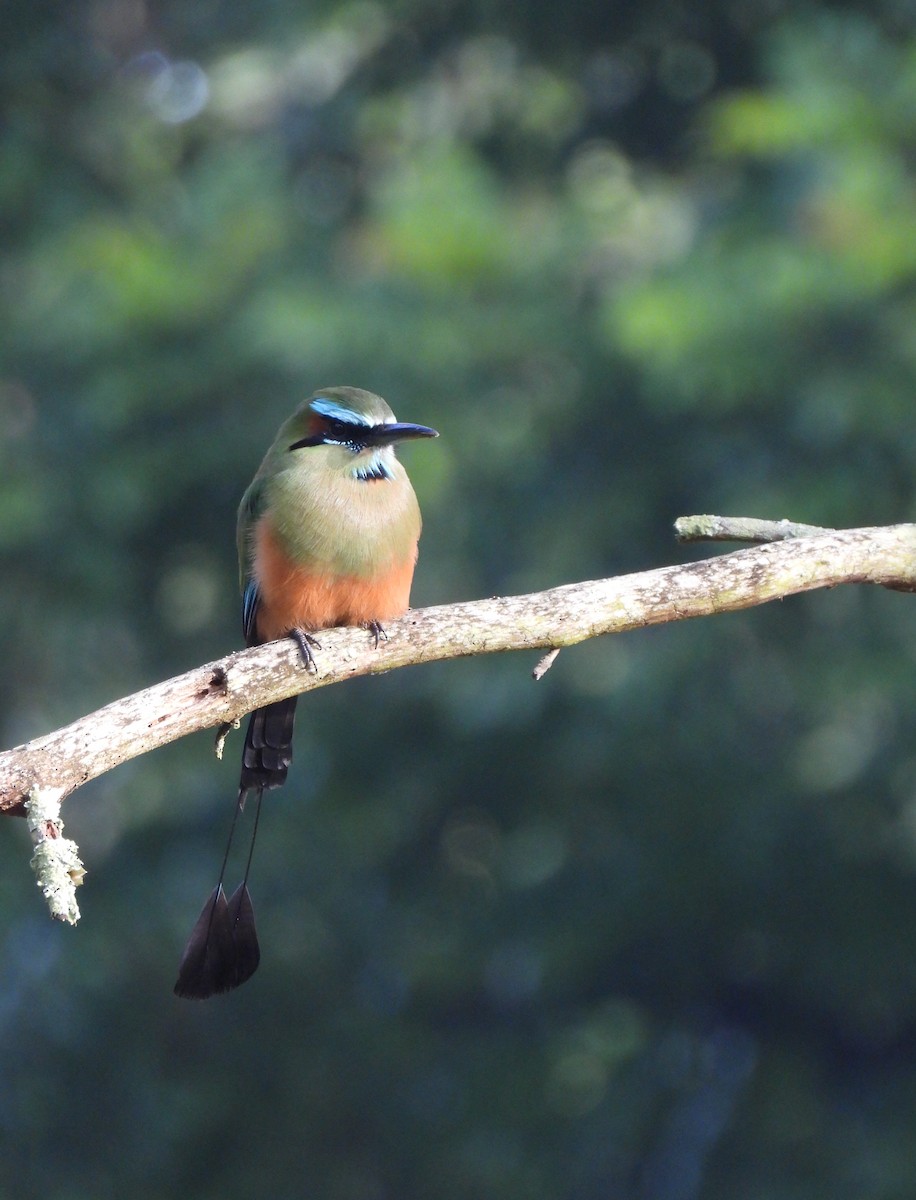 Turquoise-browed Motmot - ML376631201