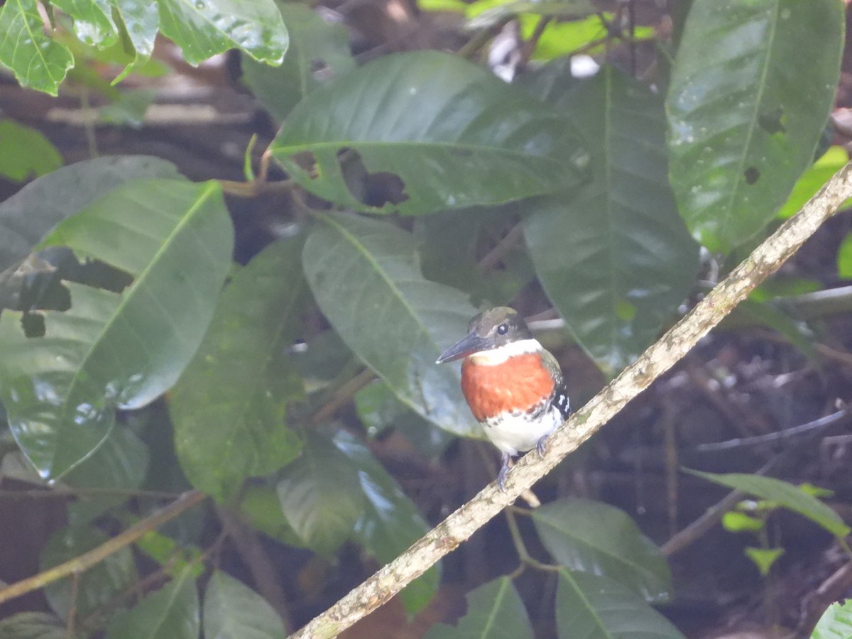 Green Kingfisher - ML376631321