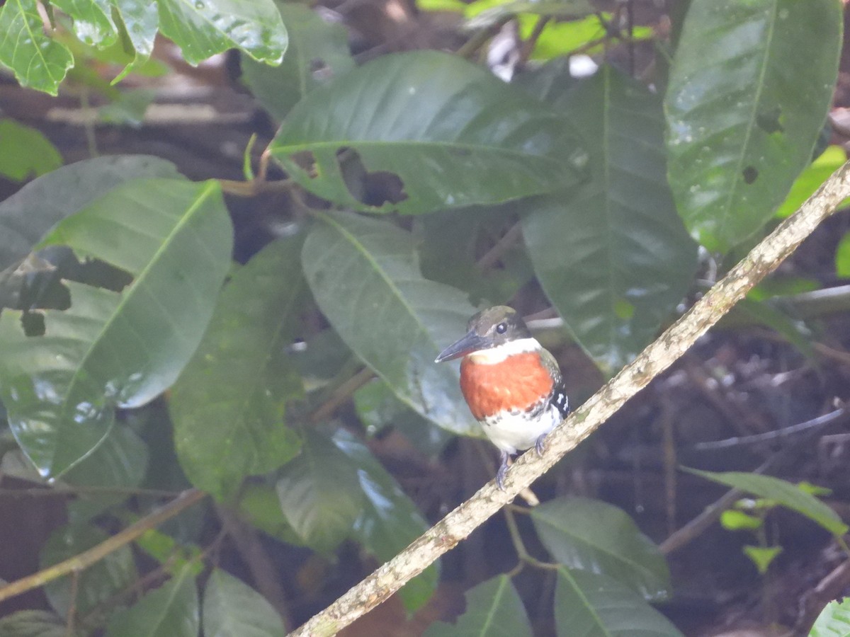 Green Kingfisher - ML376631321