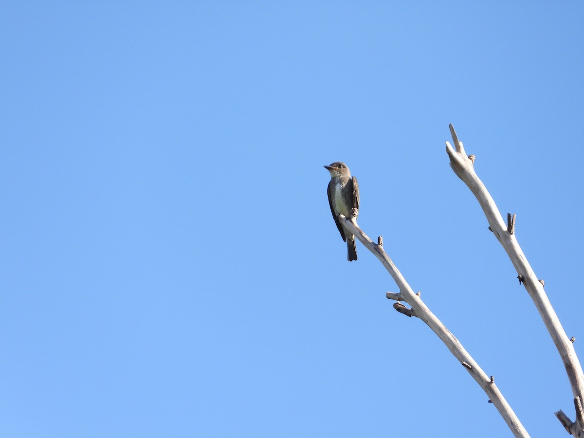 Olive-sided Flycatcher - ML376631421