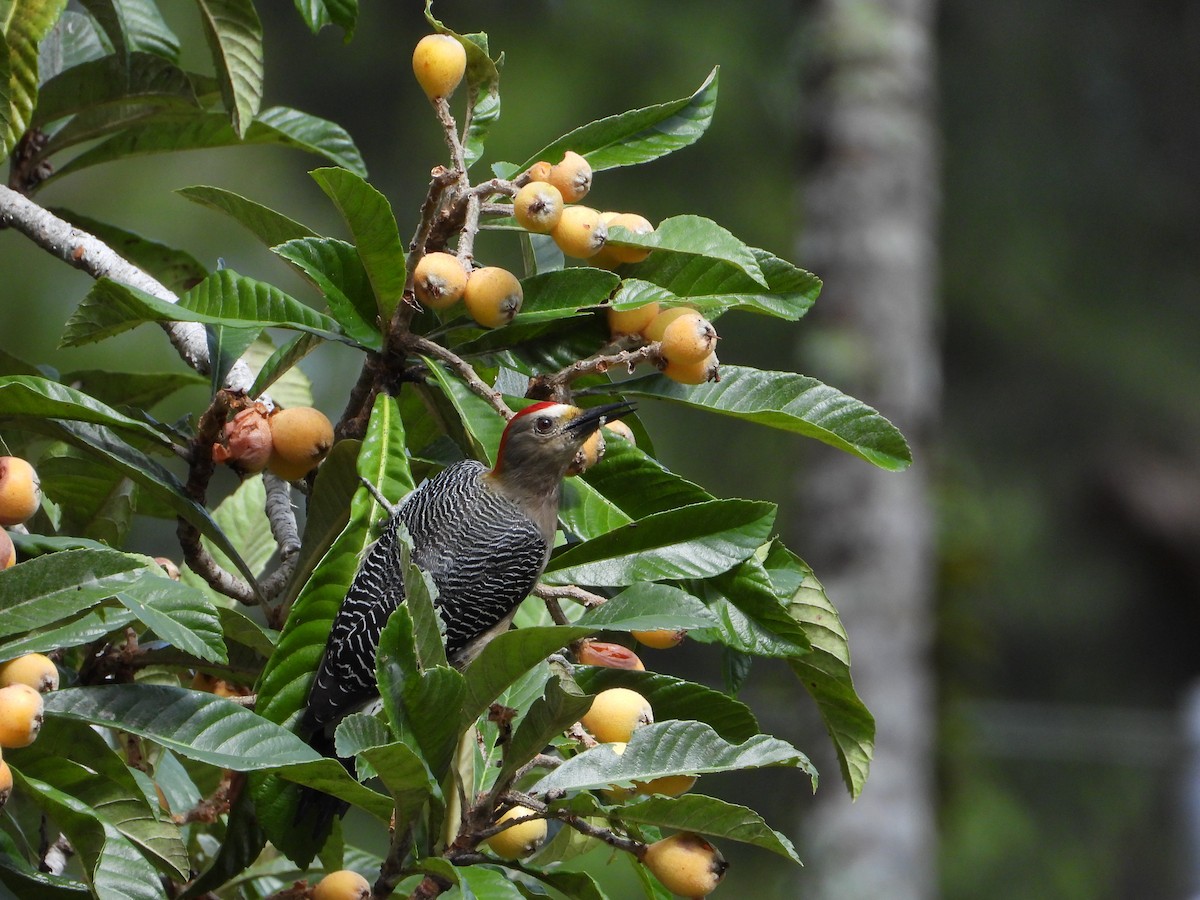 Golden-fronted Woodpecker - ML376631441