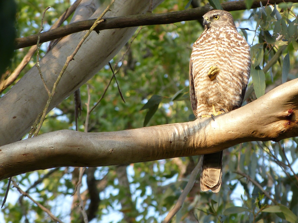 Brown Goshawk - ML37663331