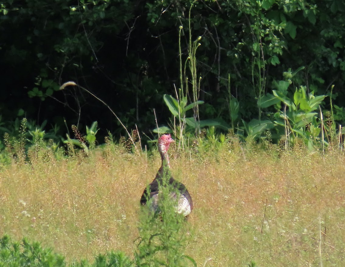 Wild Turkey - ML376634031