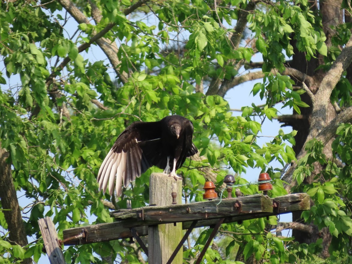 Black Vulture - ML376634121