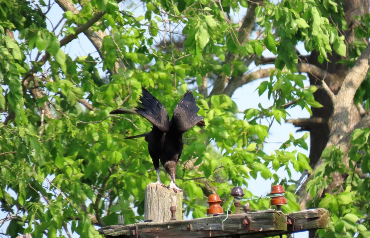 Black Vulture - ML376634131