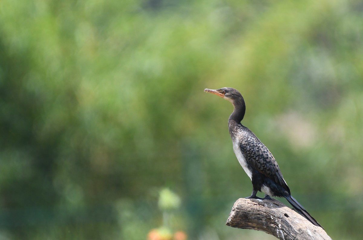 Long-tailed Cormorant - Joseph Walston