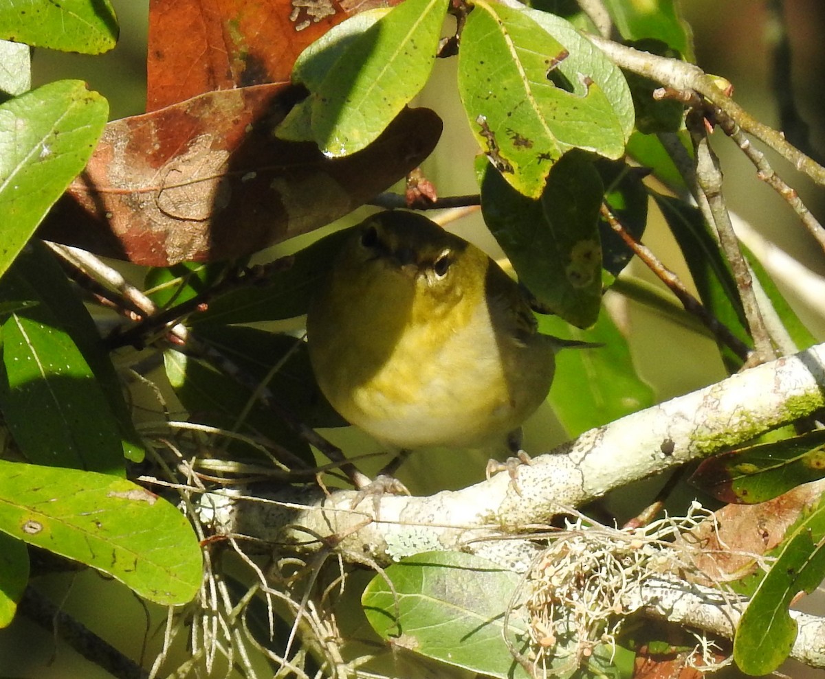 Tennessee Warbler - ML376635011