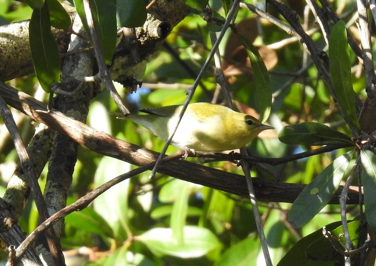 Tennessee Warbler - ML376635021