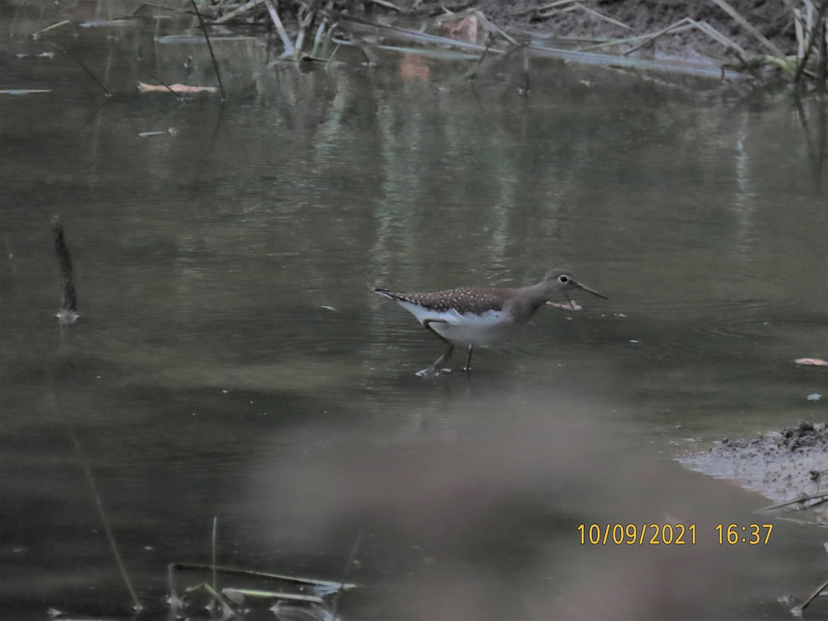 Solitary Sandpiper - ML376636611