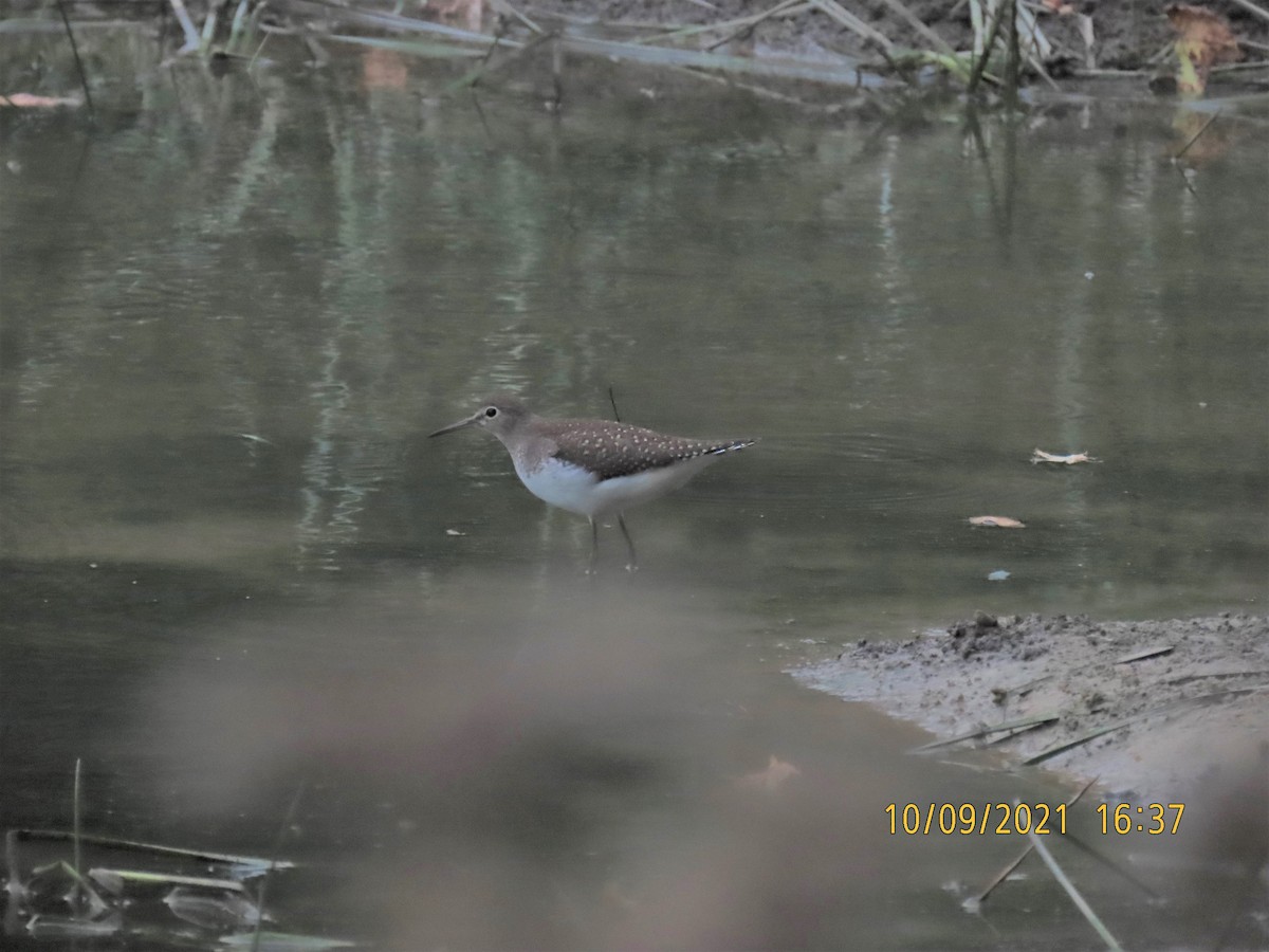 Solitary Sandpiper - ML376637031