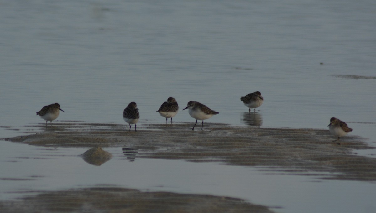 Semipalmated Sandpiper - ML376638121