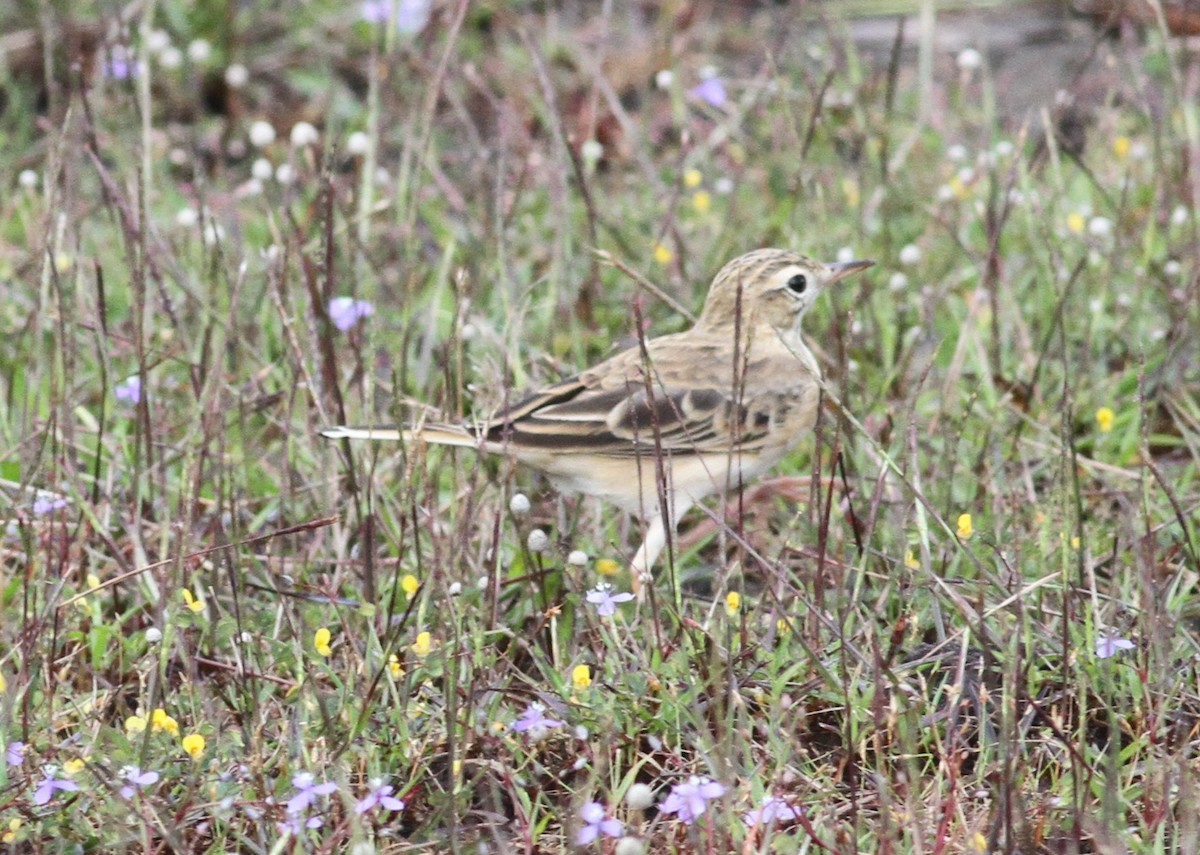 Paddyfield Pipit - ML376638701