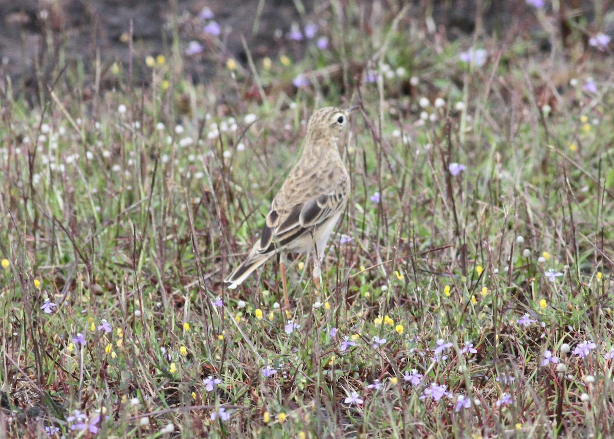 Paddyfield Pipit - ML376638711