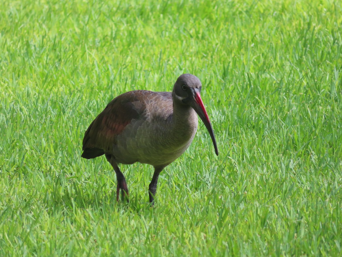 ibis hagedaš - ML376638911