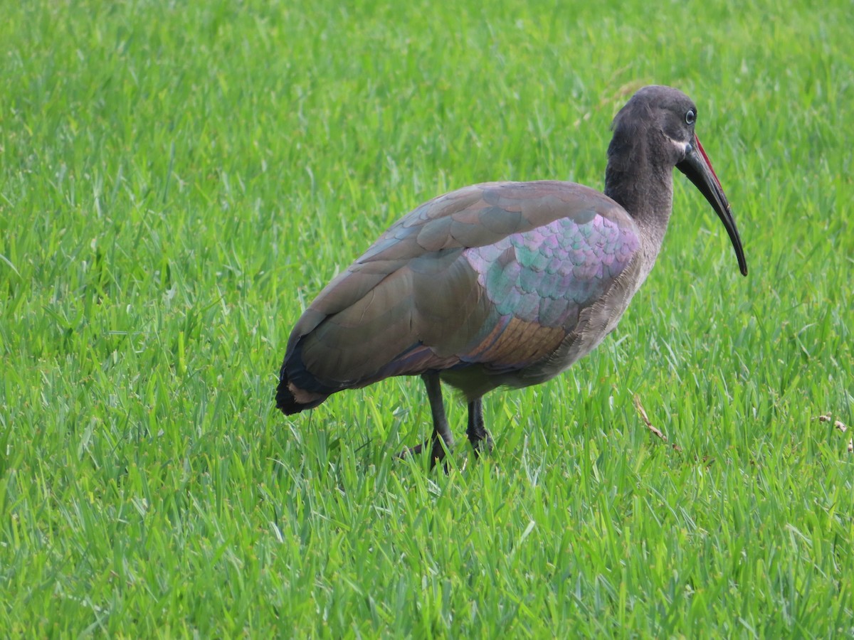 Ibis Hadada - ML376638941