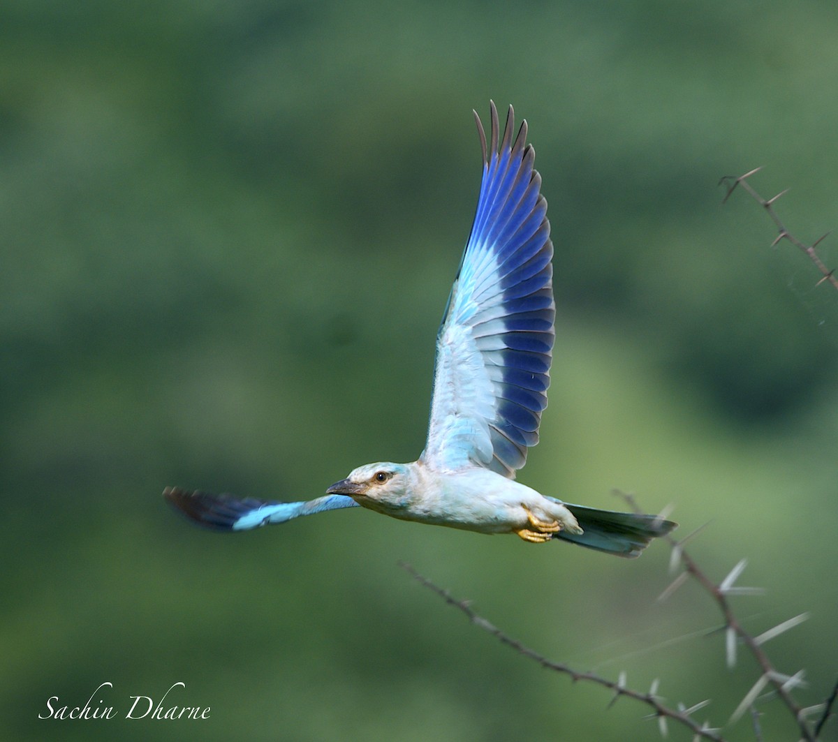 European Roller - ML376638971