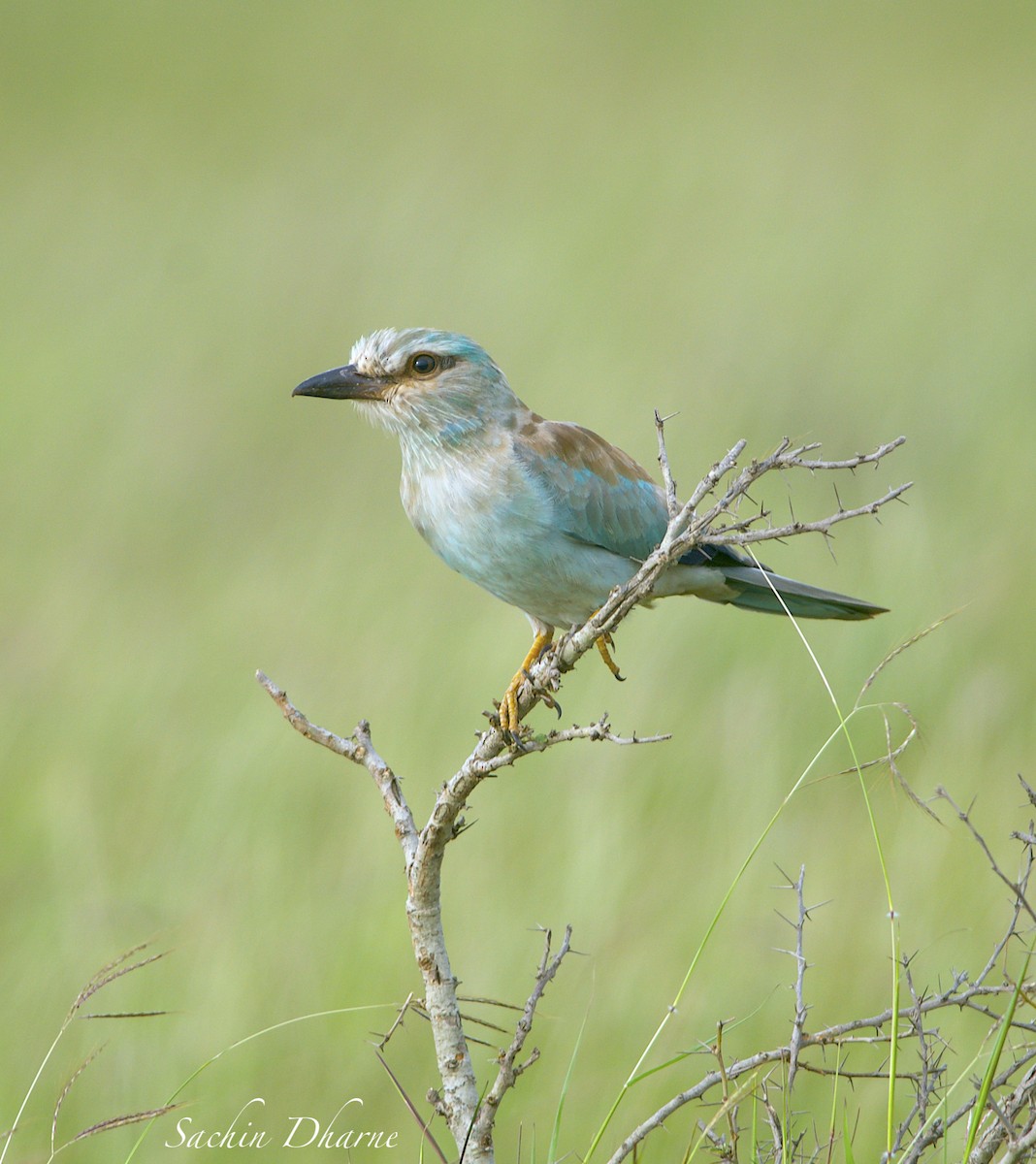 Өрнийн зүсэг - ML376639181