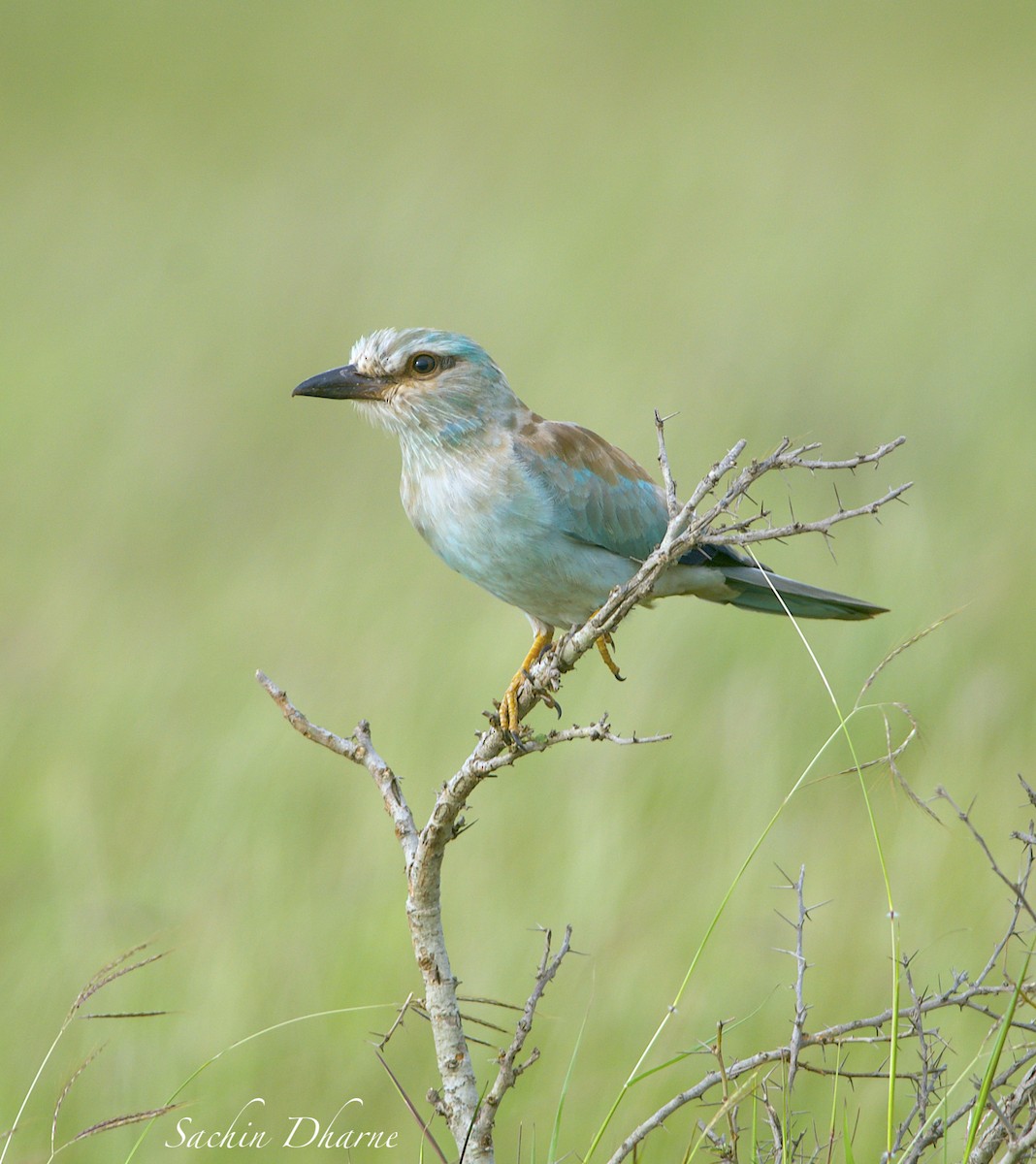 European Roller - Sachin Dharne