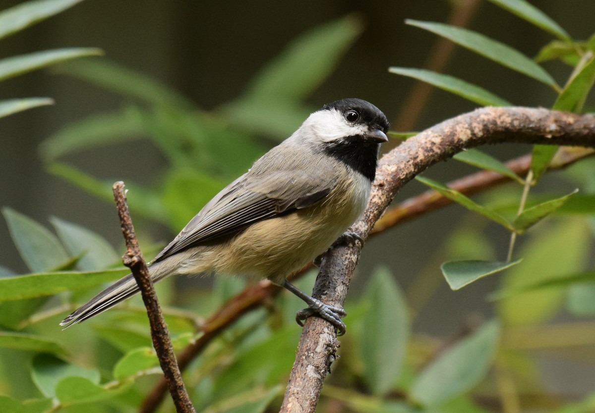 Carolina Chickadee - ML376639731