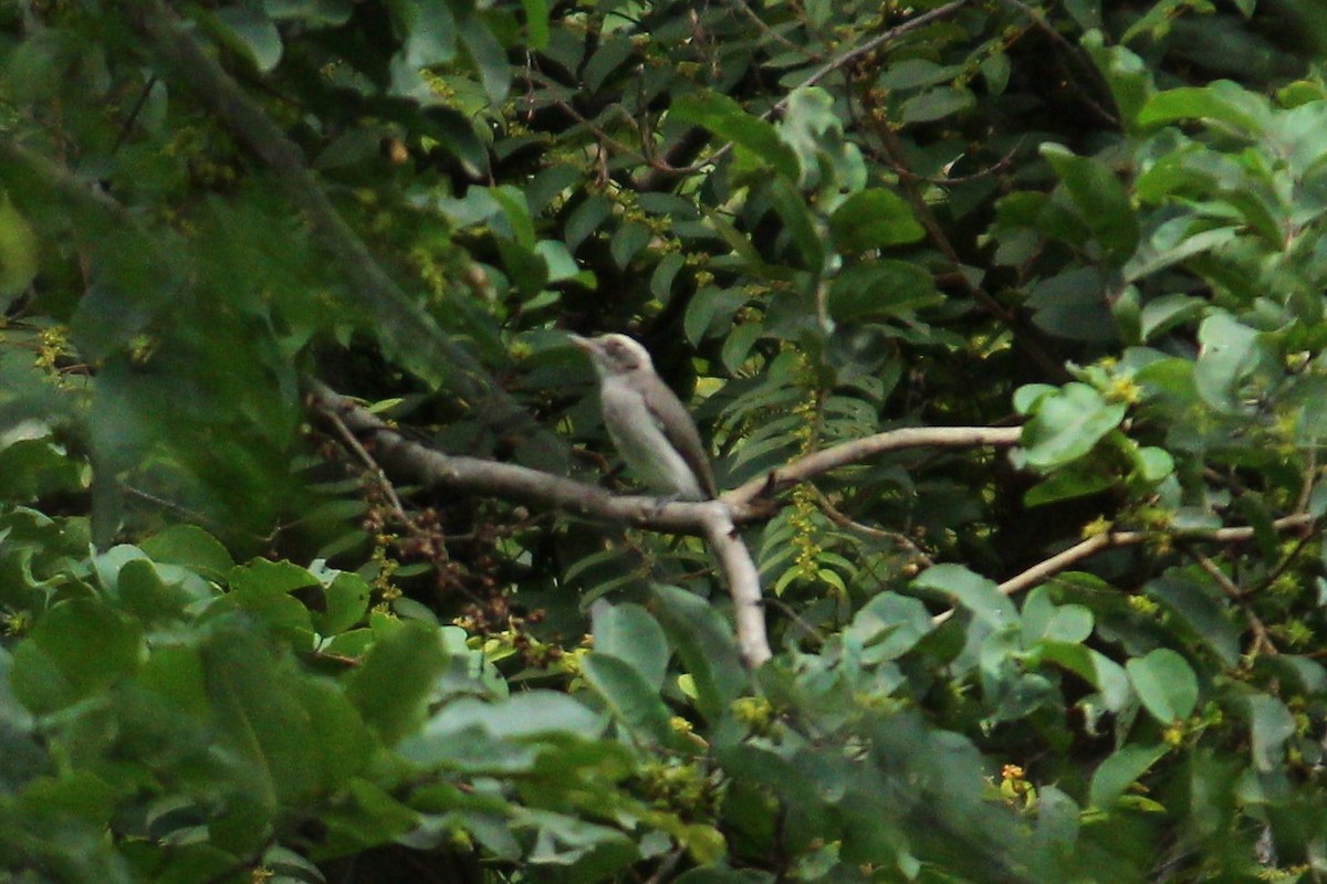 Common Woodshrike - ML376640741