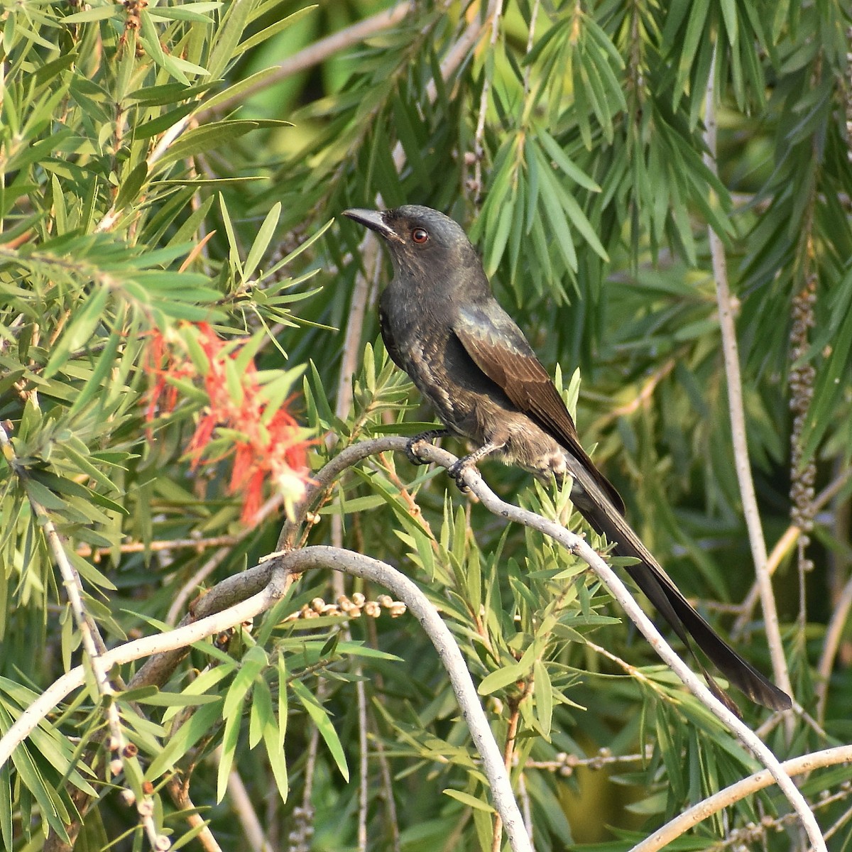 Kül Rengi Drongo - ML376641231