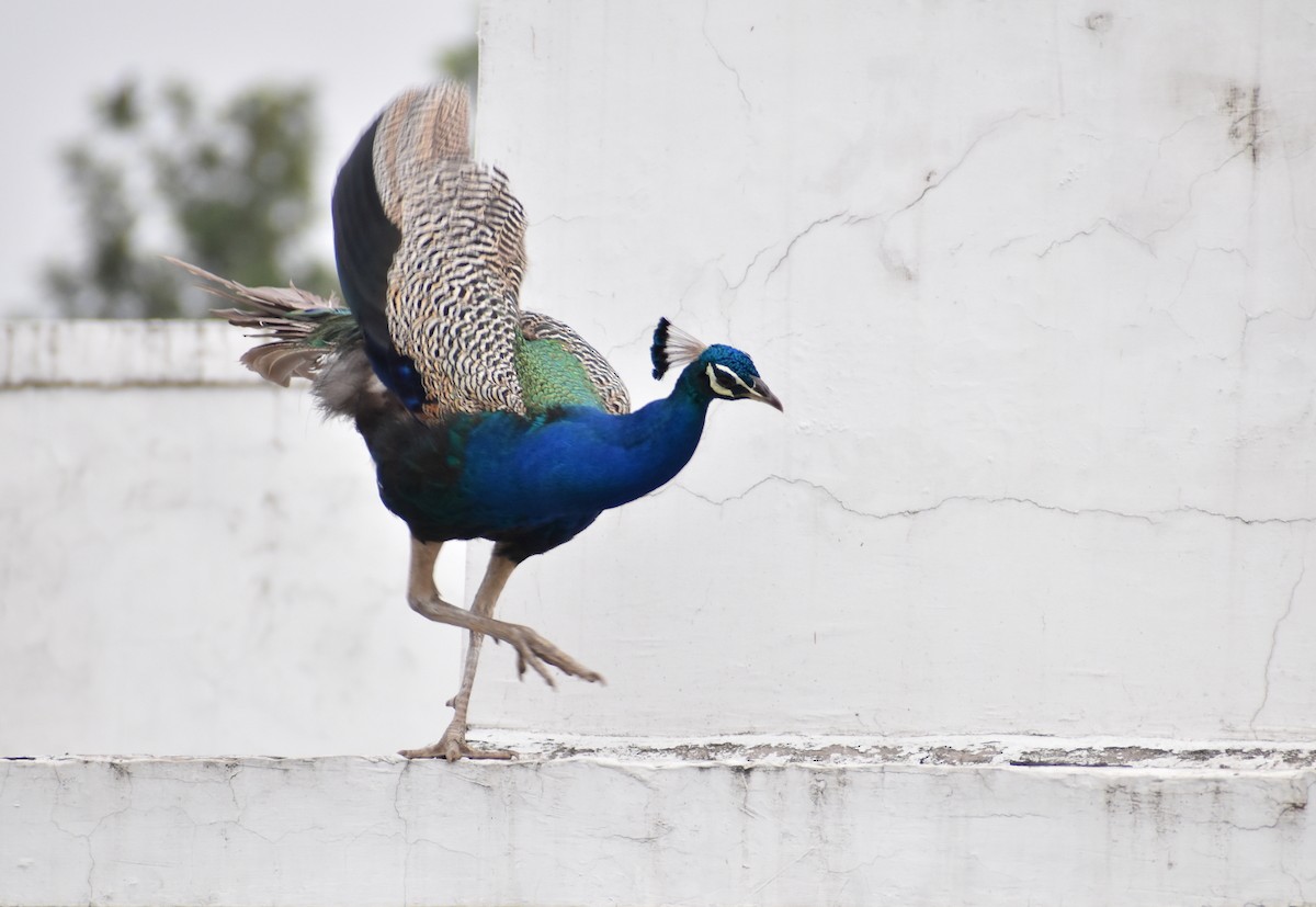 Indian Peafowl - ML376641371