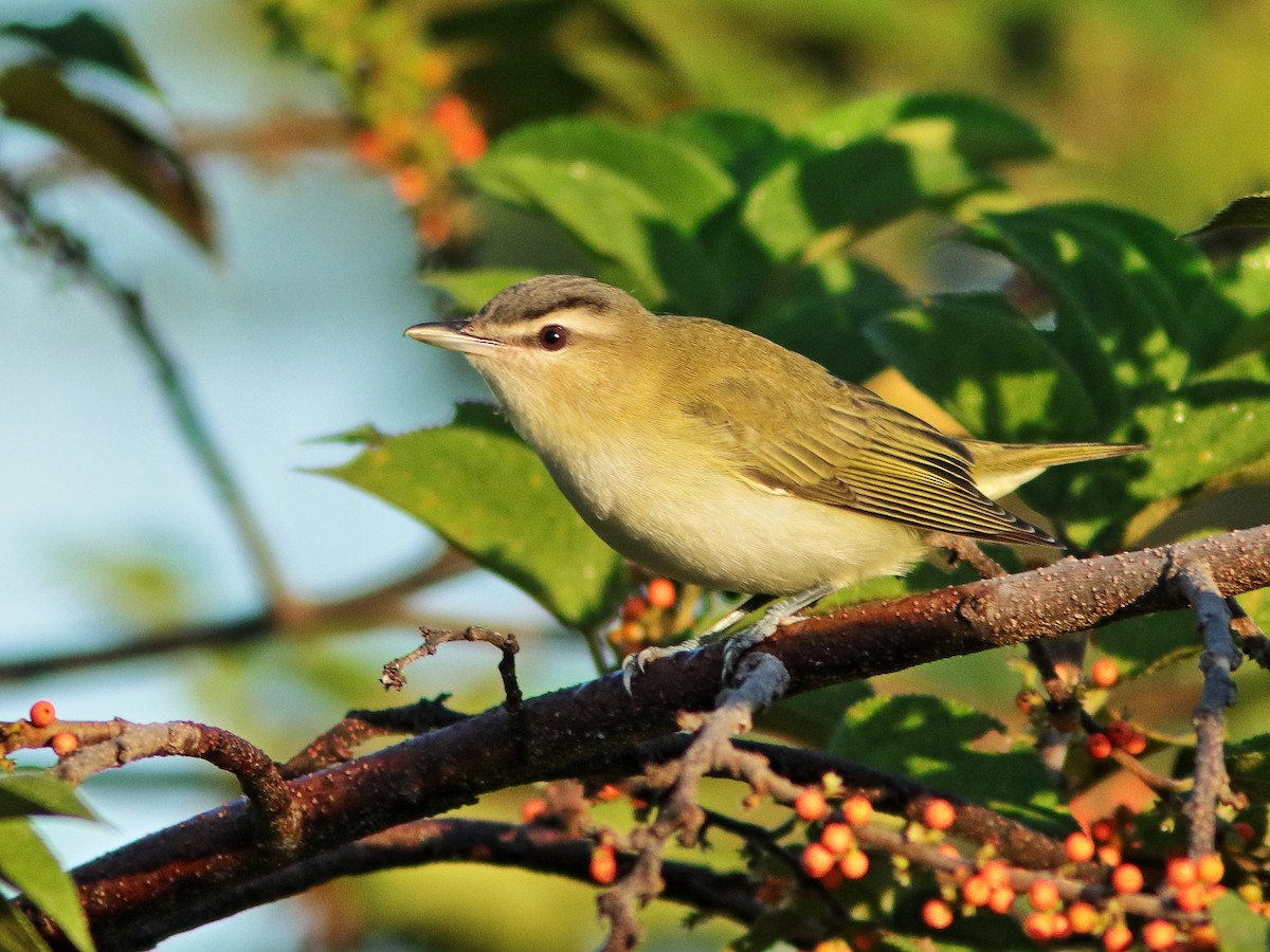 Red-eyed Vireo - ML376641961