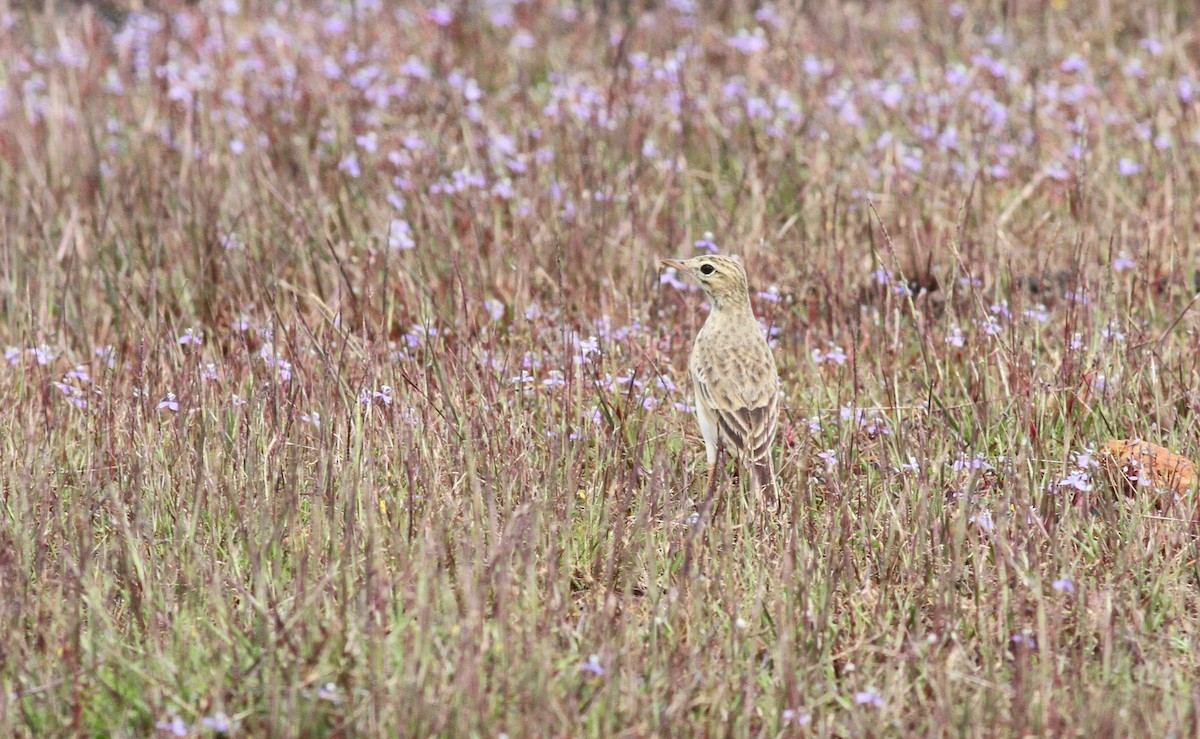 Paddyfield Pipit - ML376643021