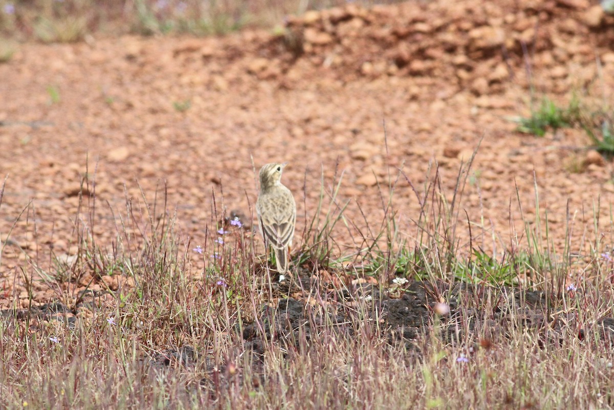 Paddyfield Pipit - ML376643031