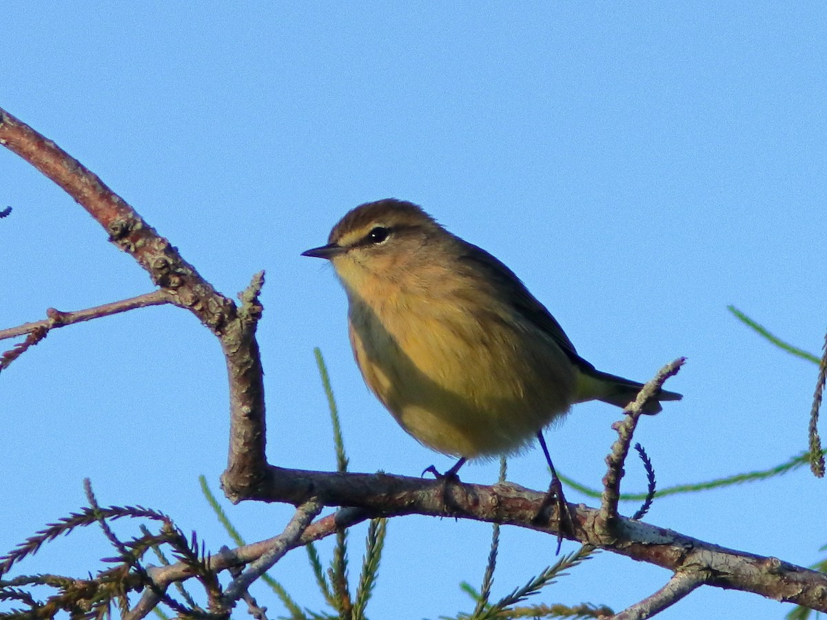 Palm Warbler - ML376643961