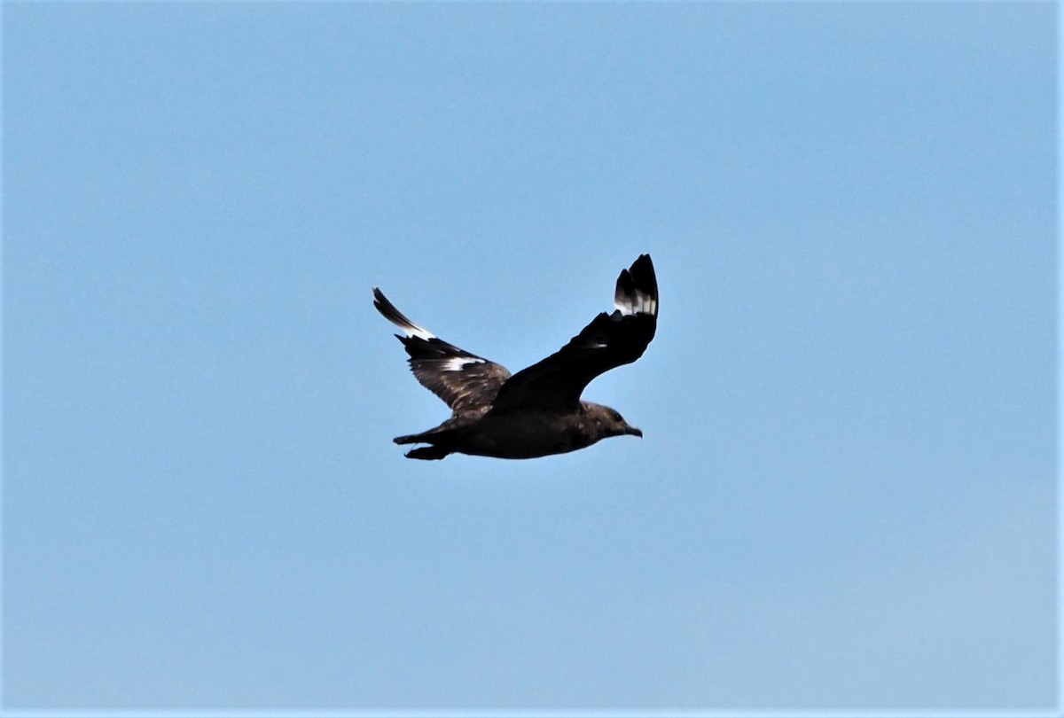 Great Skua - ML376644041