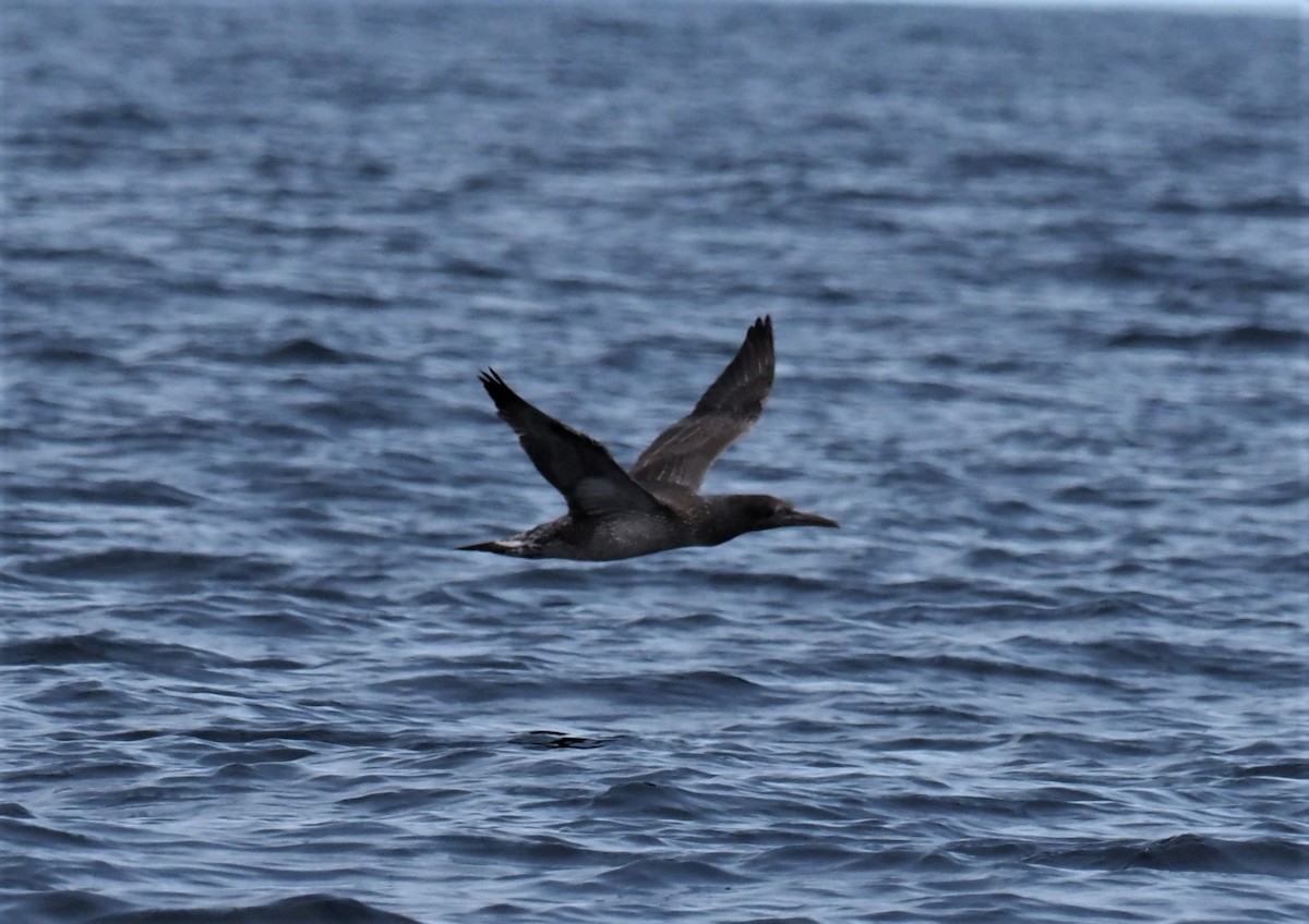 Northern Gannet - ML376644111