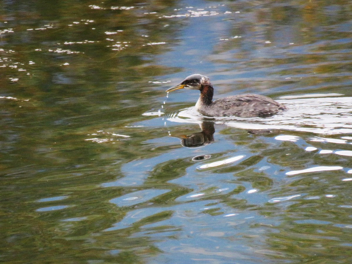 Red-necked Grebe - ML376644161
