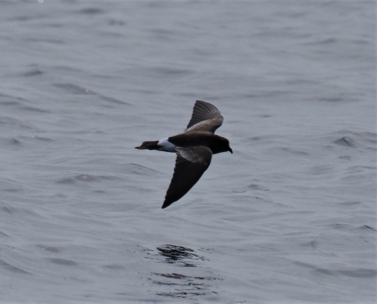 Wilson's Storm-Petrel - ML376644211