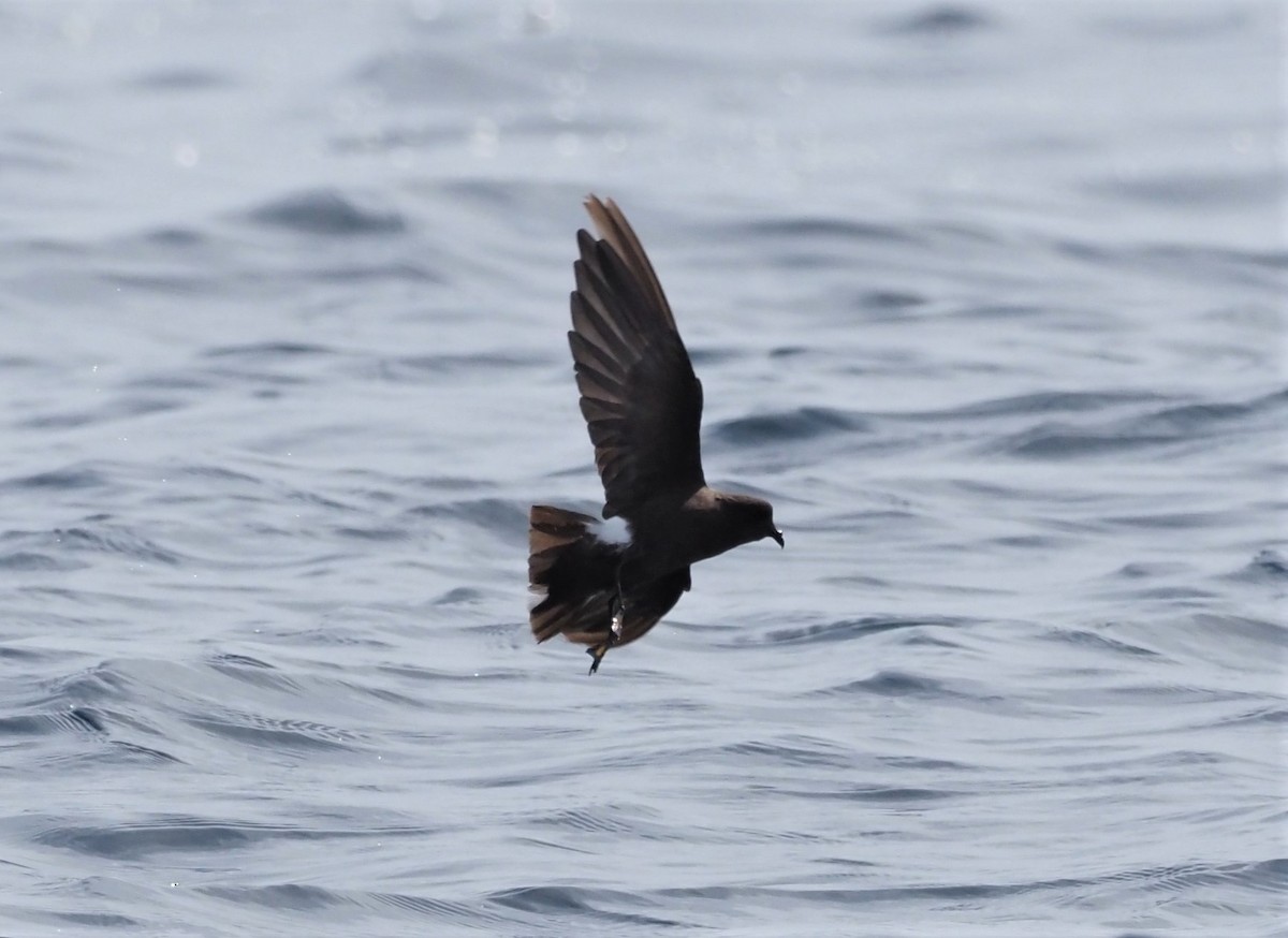 Wilson's Storm-Petrel - ML376644231