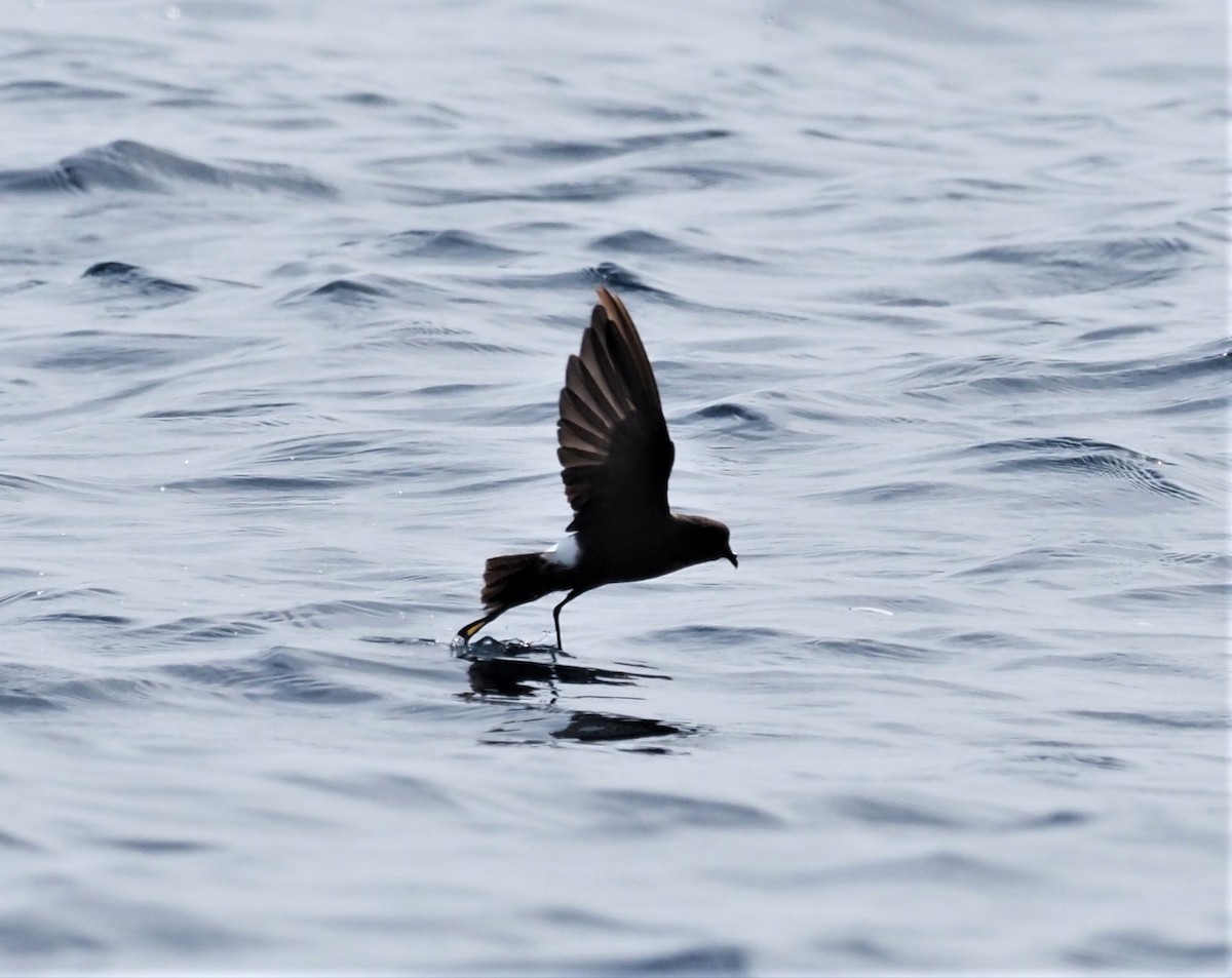 Wilson's Storm-Petrel - ML376644241