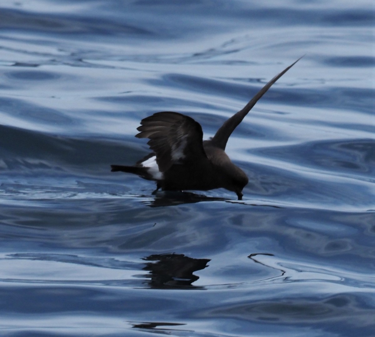 European Storm-Petrel (British) - ML376644281