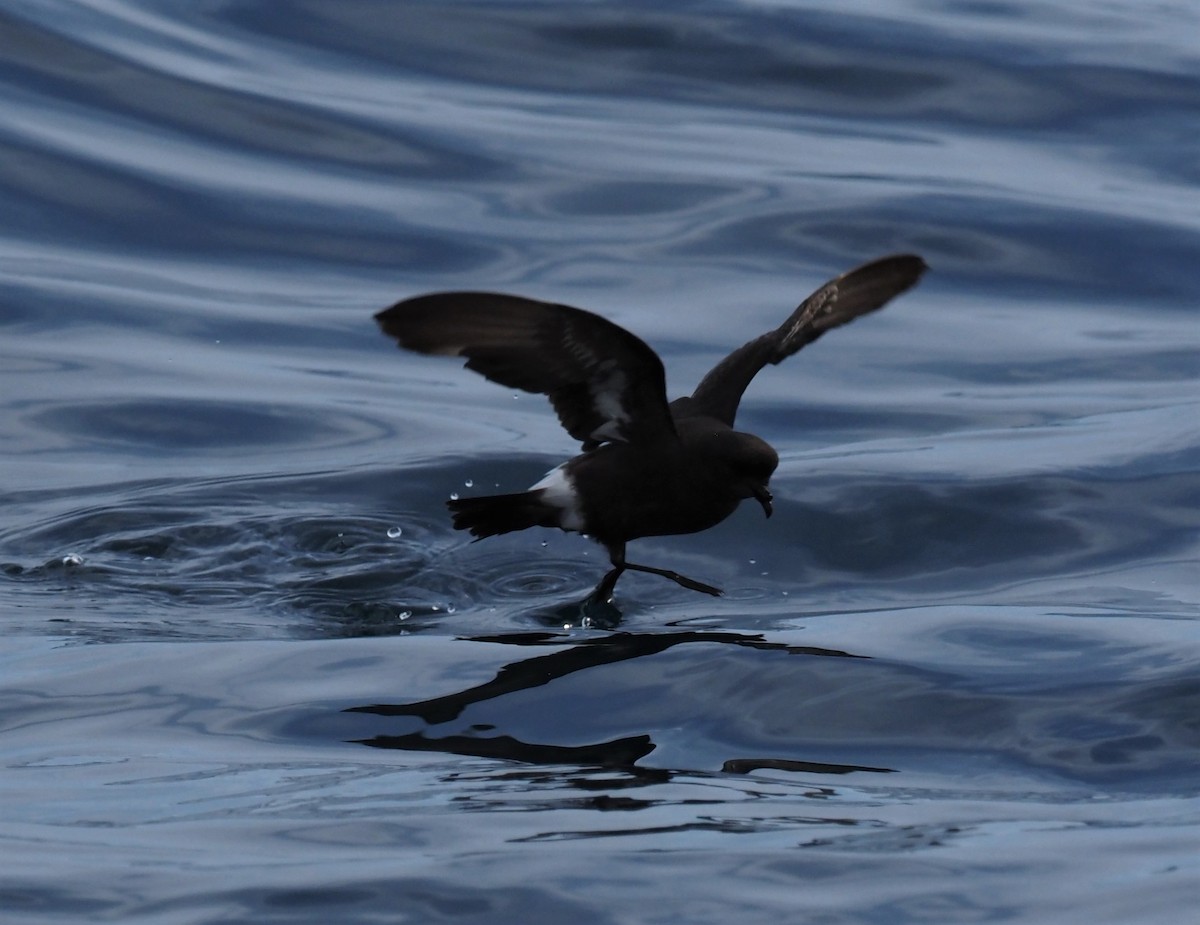 European Storm-Petrel (British) - ML376644291