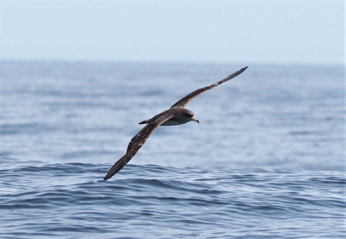 Cory's Shearwater - ML376644311