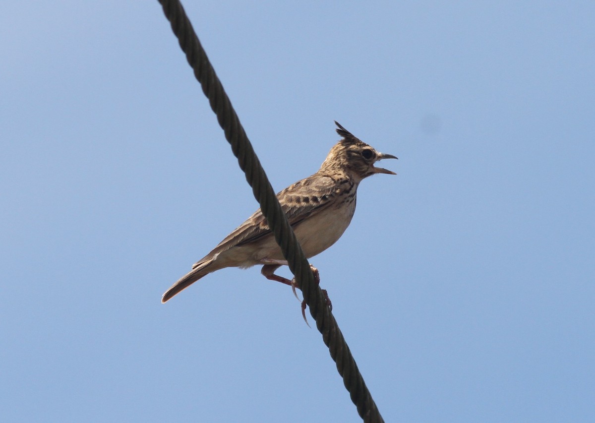 Cochevis de Malabar - ML376644531