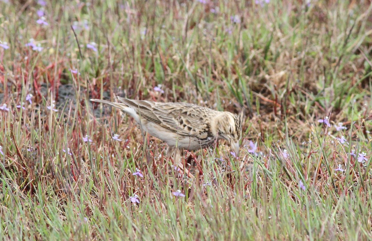 Malabar Lark - ML376644571