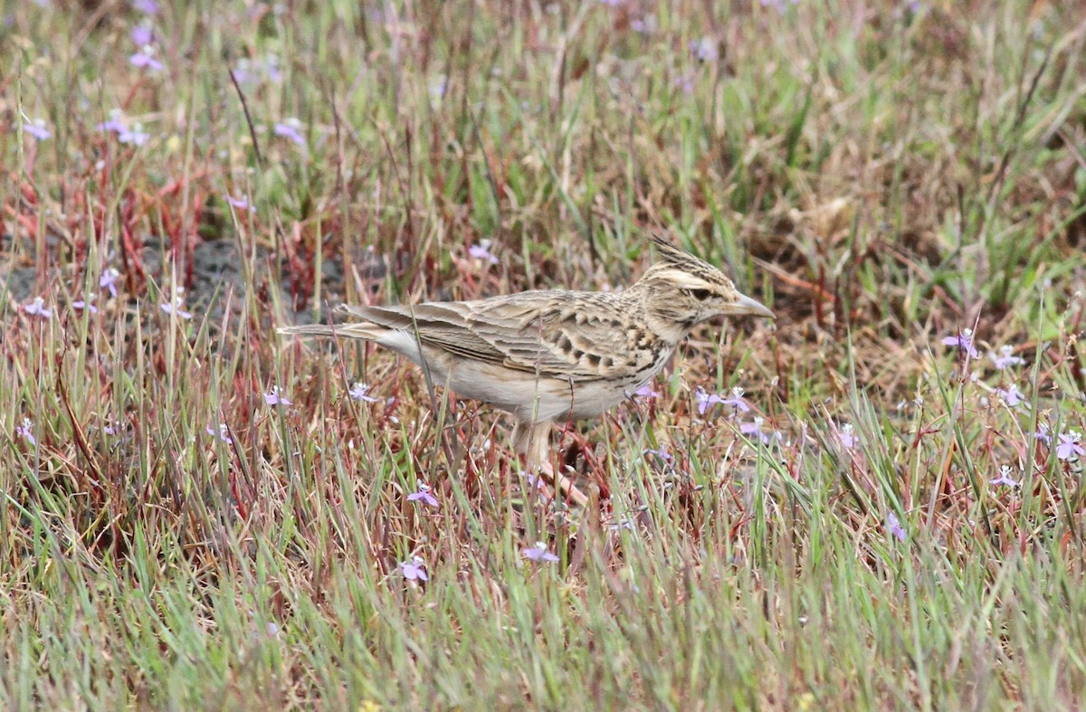 Malabar Lark - ML376644581