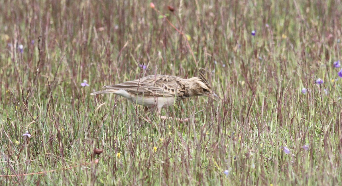 Malabar Lark - ML376644681