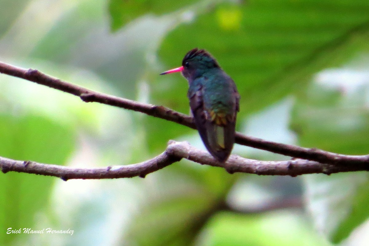 Blue-throated Goldentail - ML376645621