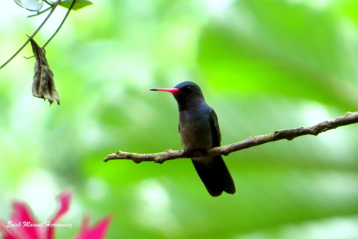 Blue-throated Goldentail - ML376645641