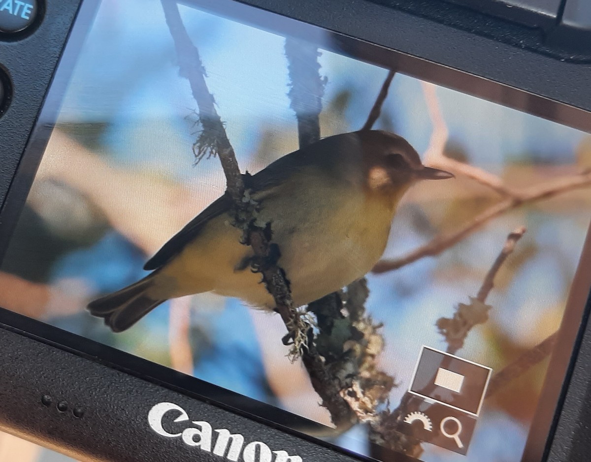 Vireo de Filadelfia - ML376646631