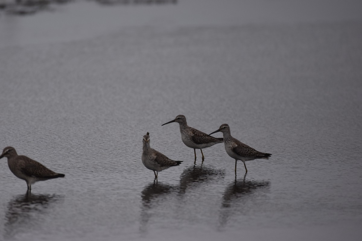 Stilt Sandpiper - ML376646781