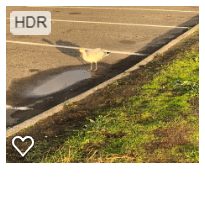 Snow Goose - ML376646871