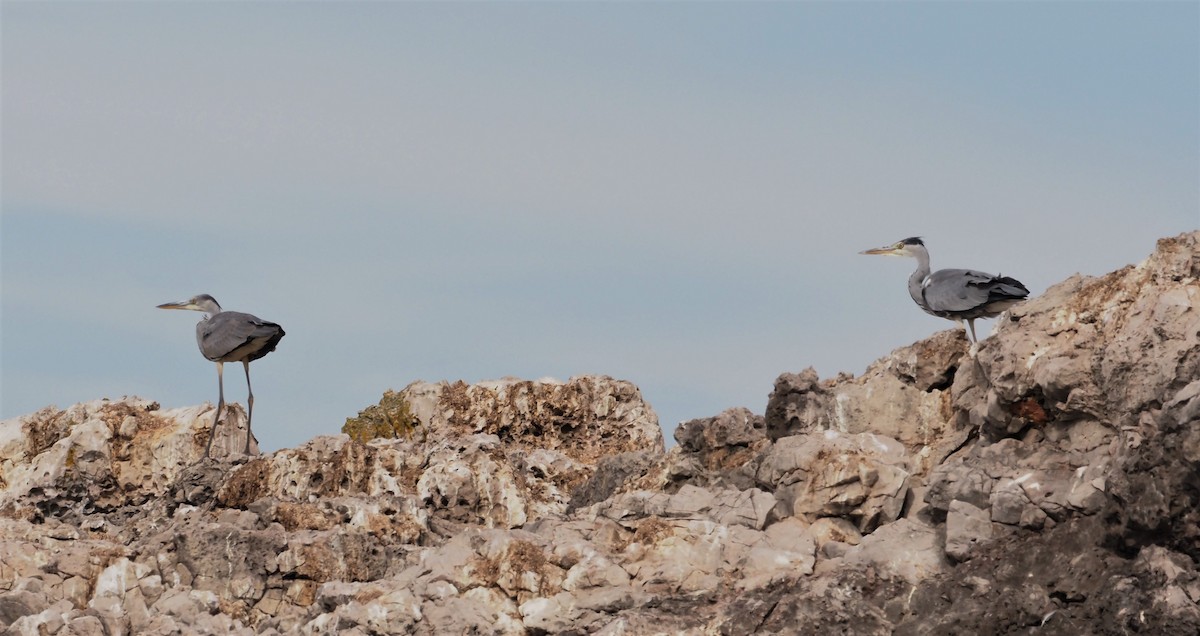 Gray Heron - ML376646901